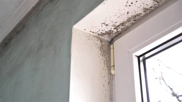 Best Mold Damage Repair  in South Haven, MI