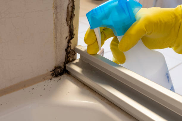 Best Black Mold Removal  in South Haven, MI