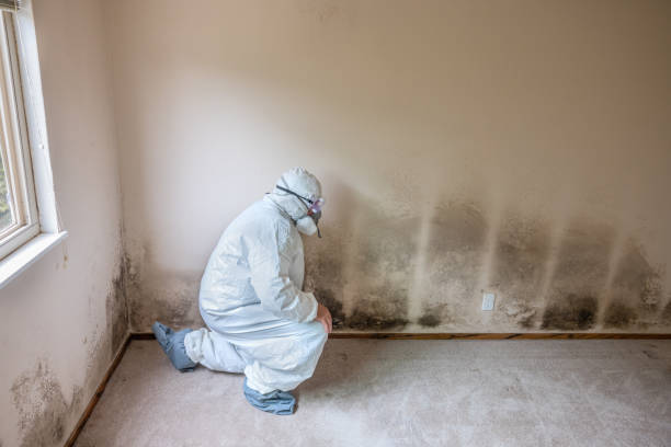Professional Mold Removal in South Haven, MI