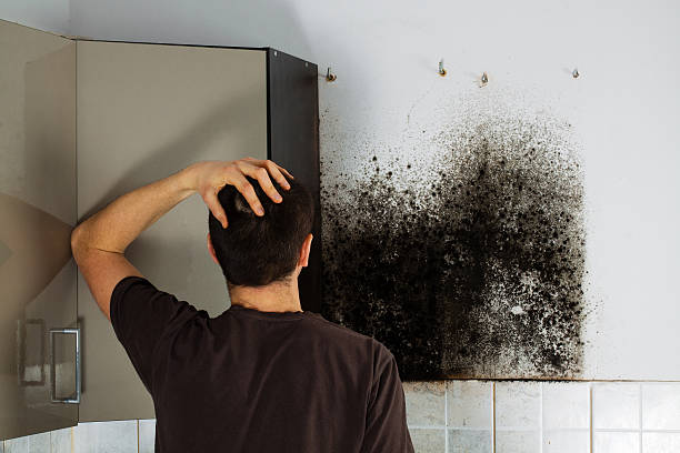 Best Attic Mold Removal  in South Haven, MI